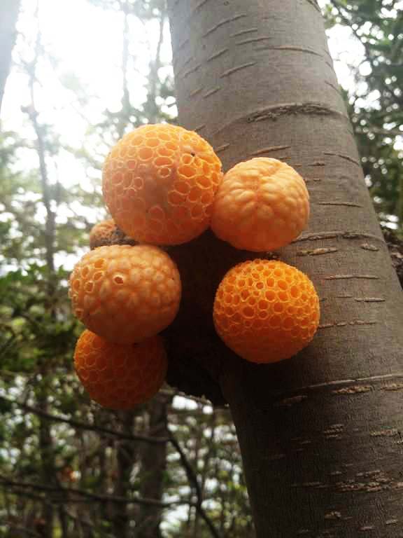 perierga.gr - Τα παράξενα "πορτοκάλια" του Δαρβίνου!