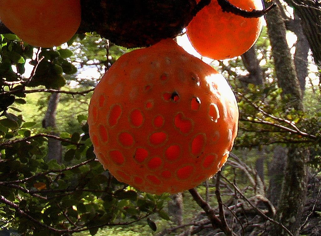 perierga.gr - Τα παράξενα "πορτοκάλια" του Δαρβίνου! perierga.gr - Τα παράξενα "πορτοκάλια" του Δαρβίνου!