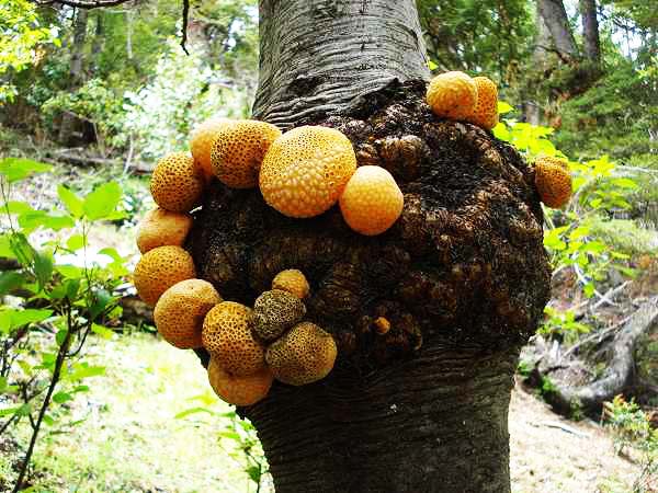 perierga.gr - Τα παράξενα "πορτοκάλια" του Δαρβίνου! perierga.gr - Τα παράξενα "πορτοκάλια" του Δαρβίνου!