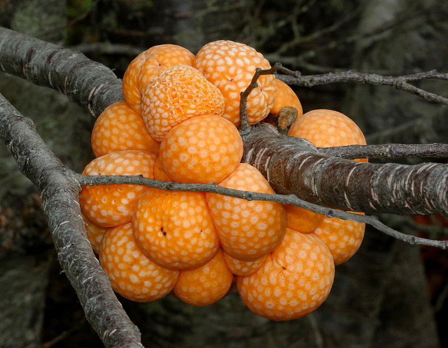 perierga.gr - Τα παράξενα "πορτοκάλια" του Δαρβίνου!
