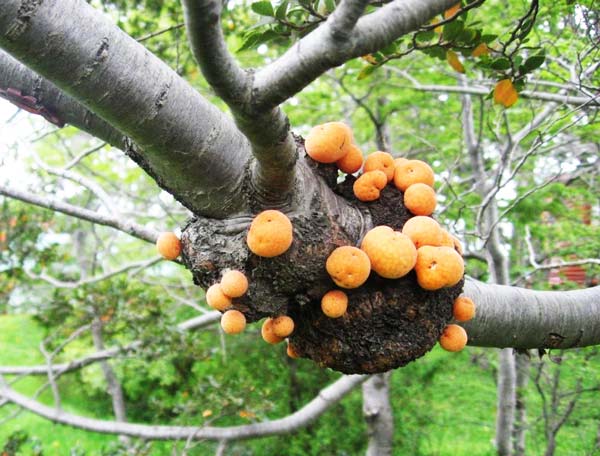 perierga.gr - Τα παράξενα "πορτοκάλια" του Δαρβίνου! perierga.gr - Τα παράξενα "πορτοκάλια" του Δαρβίνου!