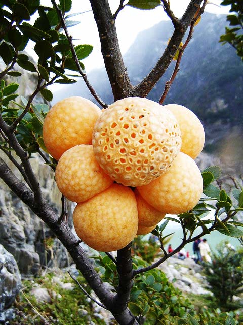 perierga.gr - Τα παράξενα "πορτοκάλια" του Δαρβίνου! perierga.gr - Τα παράξενα "πορτοκάλια" του Δαρβίνου!