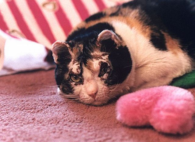 perierga.gr - Γάτα ηρωίδα έπεσε στη φωτιά για να σώσει τα μωρά της! perierga.gr - Γάτα ηρωίδα έπεσε στη φωτιά για να σώσει τα μωρά της!