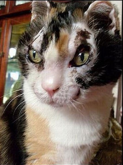 perierga.gr - Γάτα ηρωίδα έπεσε στη φωτιά για να σώσει τα μωρά της! perierga.gr - Γάτα ηρωίδα έπεσε στη φωτιά για να σώσει τα μωρά της!