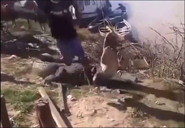 ΒΙΝΤΕΟ-“Προκάλεσε” τον κροκόδειλο, αλλά δεν το… πλήρωσε