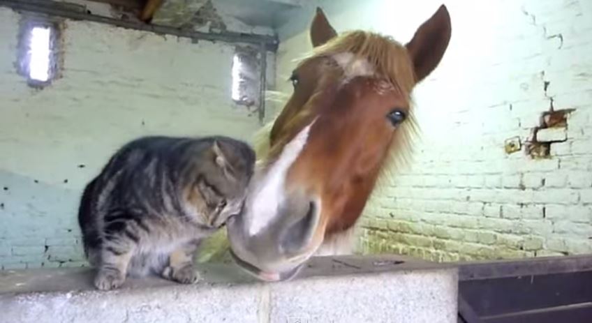 ΒΙΝΤΕΟ-Σαν το άλογο με… τη γάτα