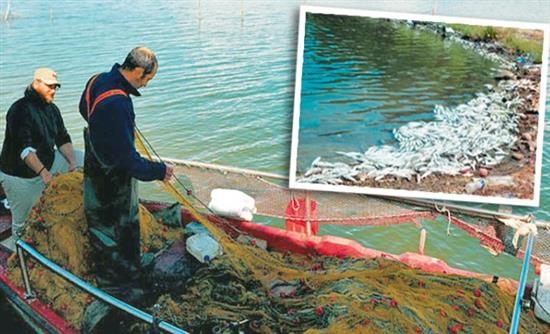 Πεθαίνουν από ασφυξία τα ψάρια στη λίμνη Βιστωνίδα