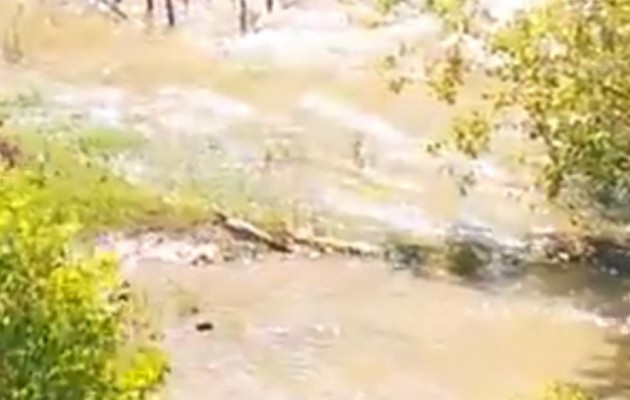 ΒΙΝΤΕΟ με τον κροκόδειλο στο Ρέθυμνο