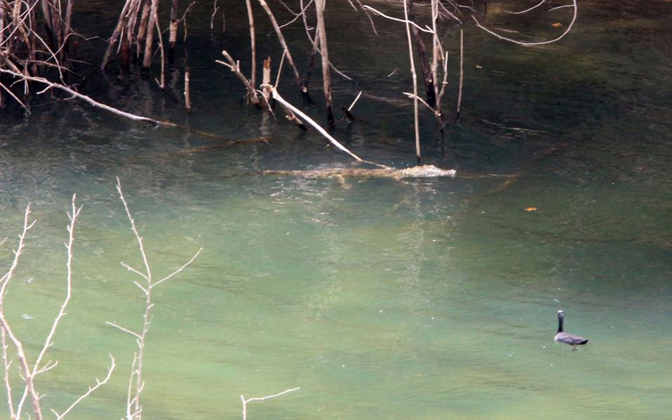 Ο Σήφης είδε την παγίδα, αλλά δεν… τσίμπησε