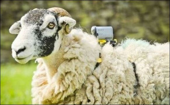 ΦΩΤΟ-Έβαλε… κάμερα στα πρόβατα
