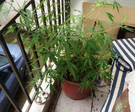 ΦΩΤΟ-Καλλιεργούσαν κάνναβη στο σπίτι τους