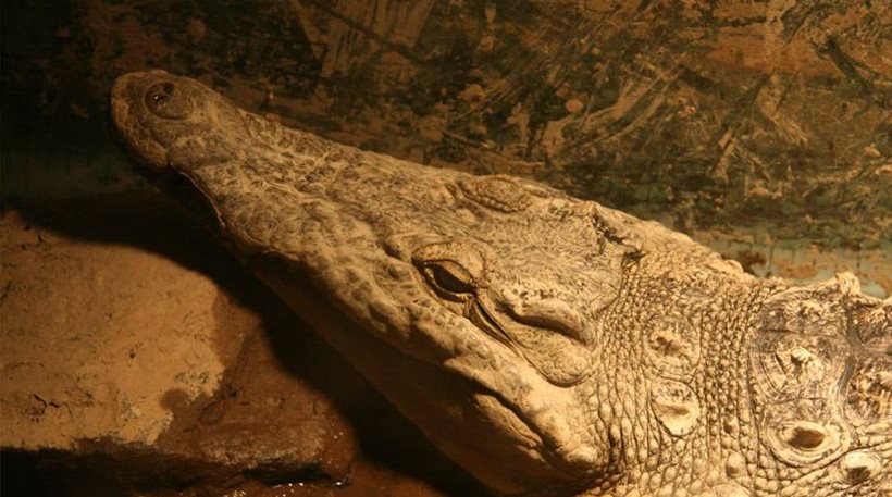 ΦΩΤΟ-Βύρωνας: Ο κροκόδειλος των Σερρών