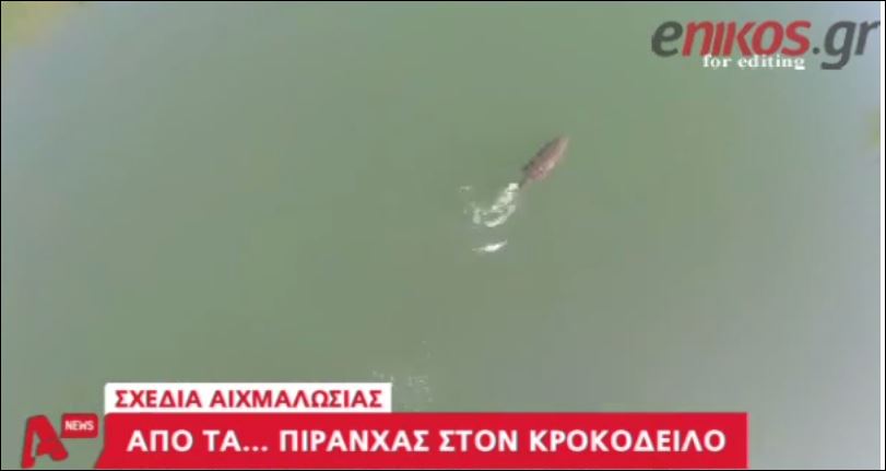 ΒΙΝΤΕΟ-Το σχέδιο αιχμαλωσίας του κροκόδειλου