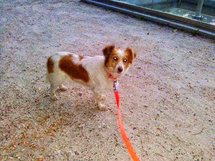 Ξάνθη-Νεαρή υιοθετεί αδέσποτα και τα εγκαταλείπει