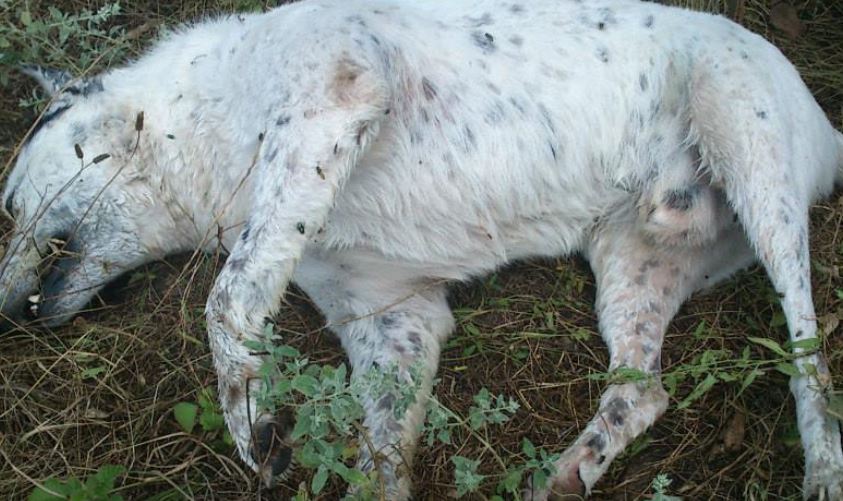 ΦΩΤΟ-Οργή για τα δυο νεκρά σκυλιά από φόλα