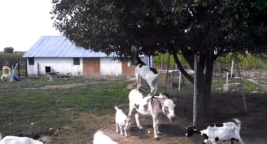 ΒΙΝΤΕΟ-Κατσίκα «καβάλησε» γαϊδούρι για να… φάει