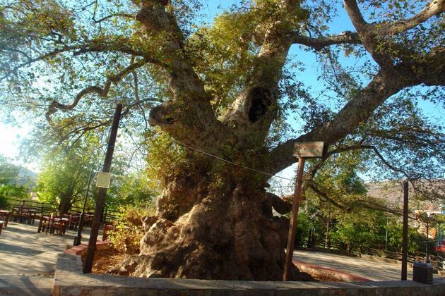Φθιώτιδα-Πλάτανος καταπλάκωσε παιδάκι