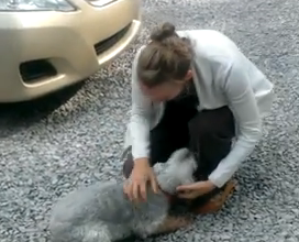 ΒΙΝΤΕΟ-Ο σκύλος…λιποθύμησε