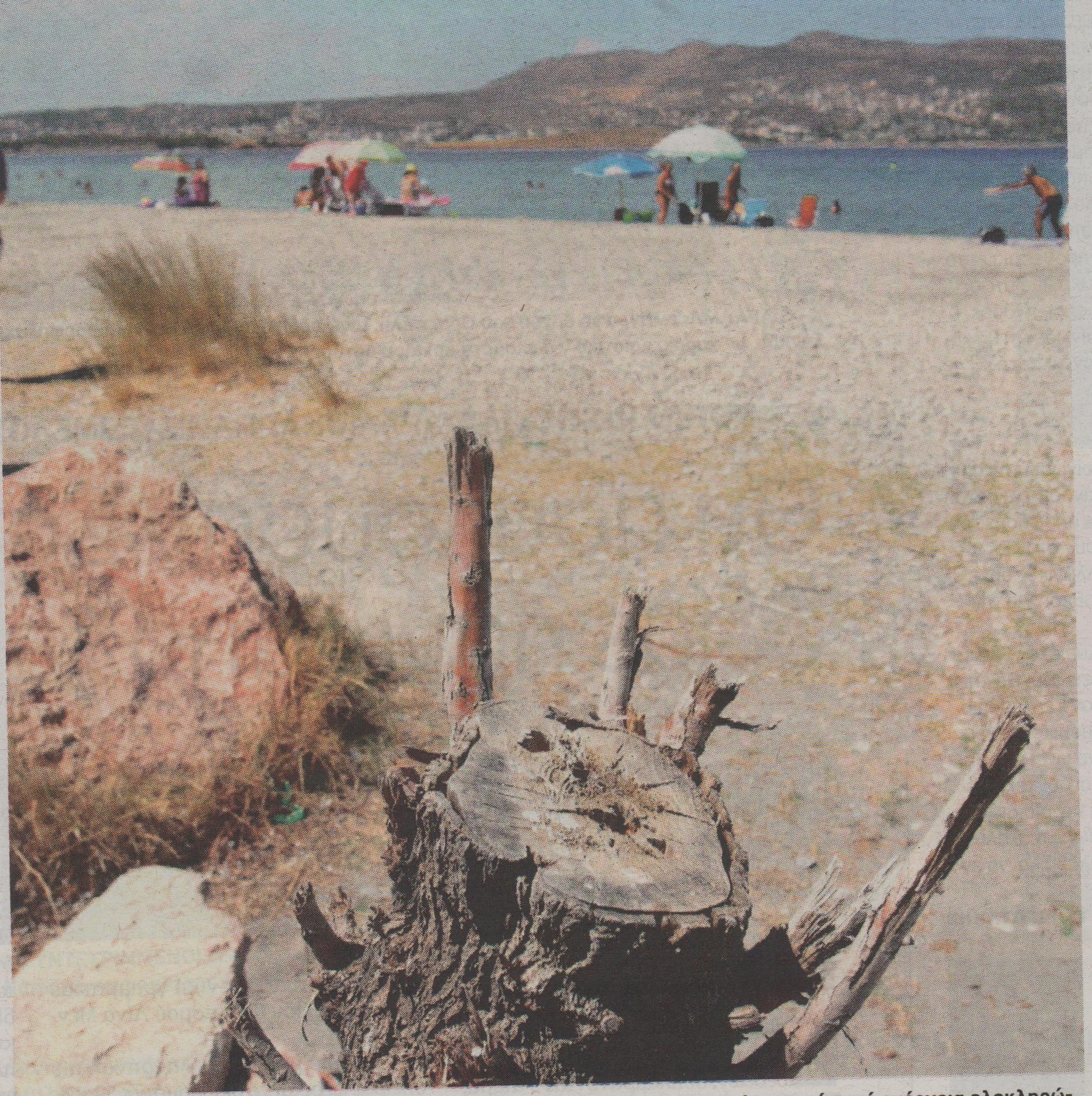 Άφησαν γυμνή από δέντρα την παραλία