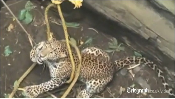 ΒΙΝΤΕΟ-Έτσι έσωσαν λεοπάρδαλη που έπεσε σε πηγάδι