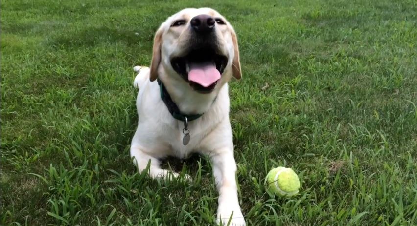 ΒΙΝΤΕΟ-Σκύλος σταματά με… χειρόφρενο