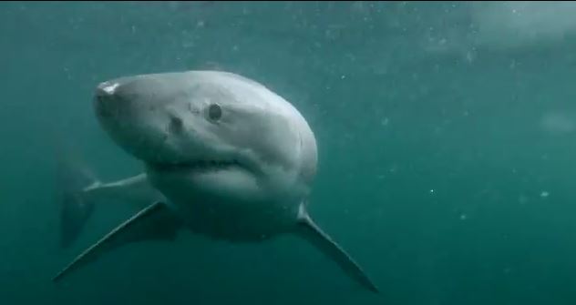 Έκκληση επιστημόνων να μην θανατώνονται οι καρχαρίες