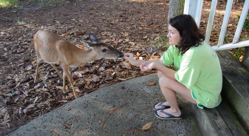 ΒΙΝΤΕΟ-Τους διέκοψε… αλιγάτορας