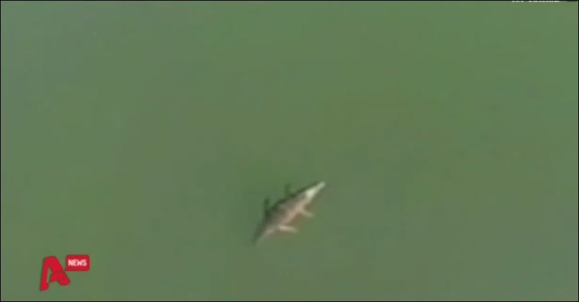 ΒΙΝΤΕΟ-Ξαναβγήκε ο κροκόδειλος