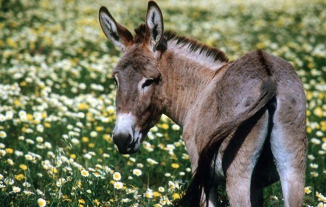 Έως 1000€ το κιλό το ευεγερτικό γάλα γαϊδούρας