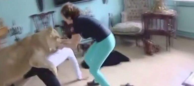 ΒΙΝΤΕΟ-Λιοντάρι επιτίθεται σε άνθρωπο