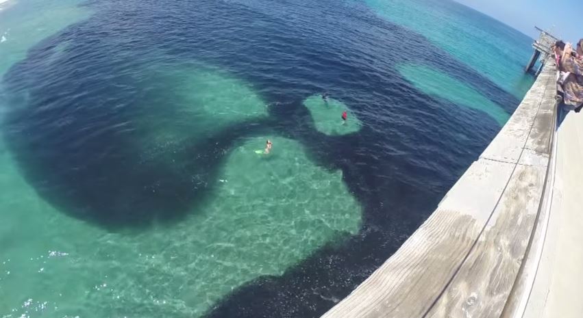 ΒΙΝΤΕΟ-Κολυμπώντας ανάμεσα σε κοπάδι από αντσούγιες