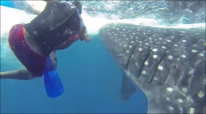 ΒΙΝΤΕΟ-Μια δυσάρεστη έκπληξη στην κατάδυση