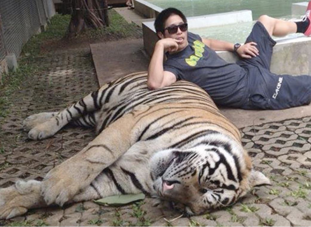 “Σταματήστε τις selfies με τίγρεις”
