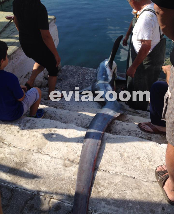 ΦΩΤΟ-Ψάρεψαν σκυλόψαρο 3,5 μέτρων