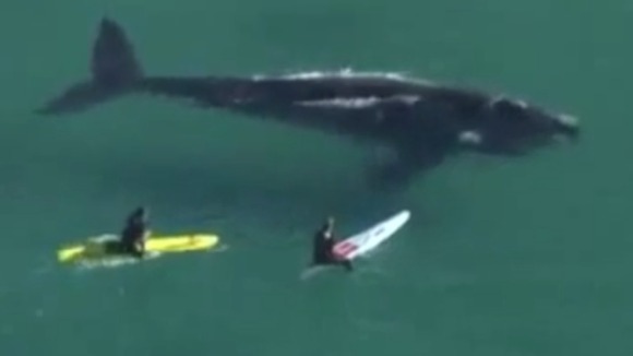ΒΙΝΤΕΟ-Σέρφερς “παρενοχλούν” φάλαινα