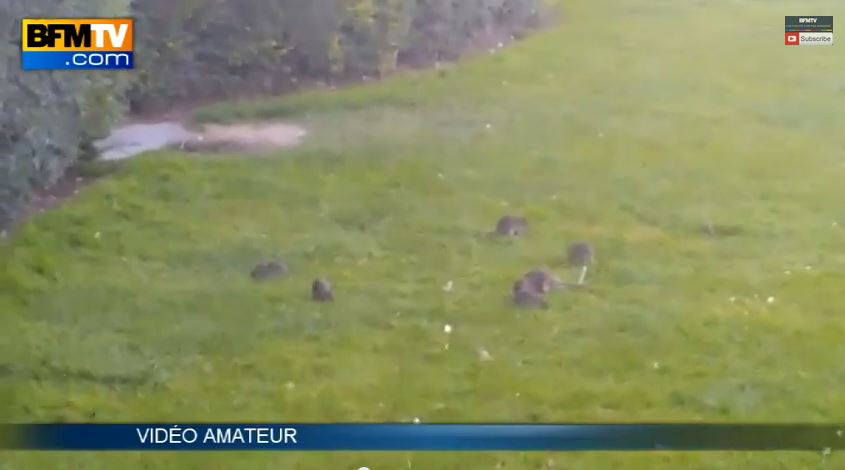 ΒΙΝΤΕΟ-Αρουραίοι έκαναν πάρτι στο Λούβρο