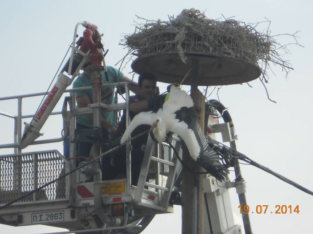 ΦΩΤΟ-Επιχείρηση διάσωσης… πελαργών
