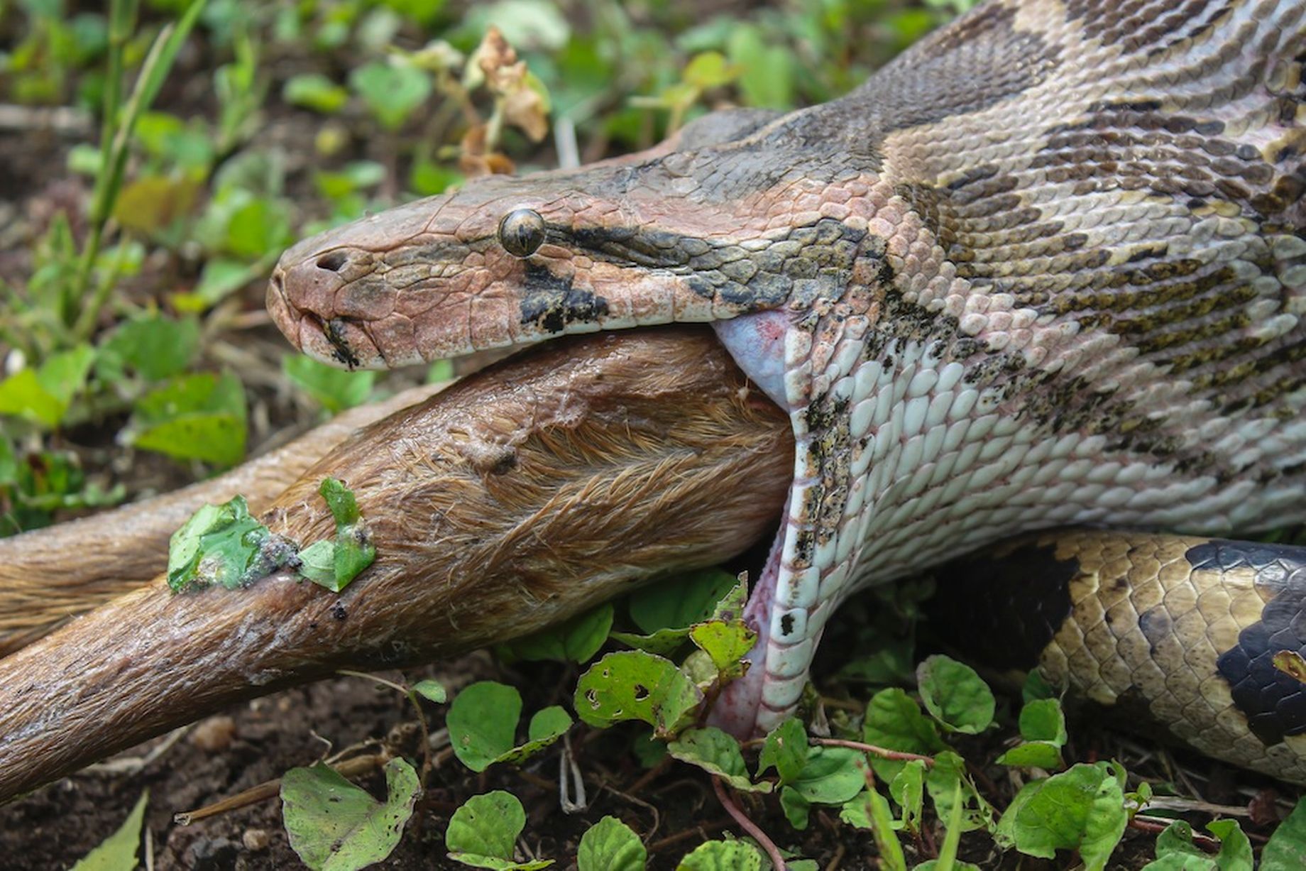 ΦΩΤΟ-Πύθωνας καταβροχθίζει αντιλόπη