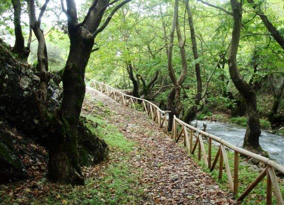 Στη Βουλή το νομοσχέδιο για τα δάση
