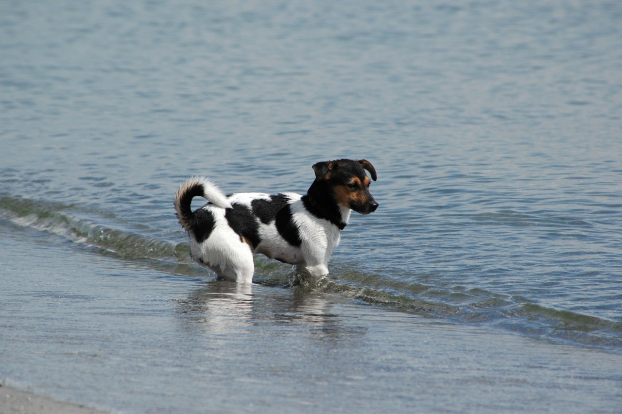 Σε ερημικές παραλίες τα σκυλιά μέχρι νεοτέρας