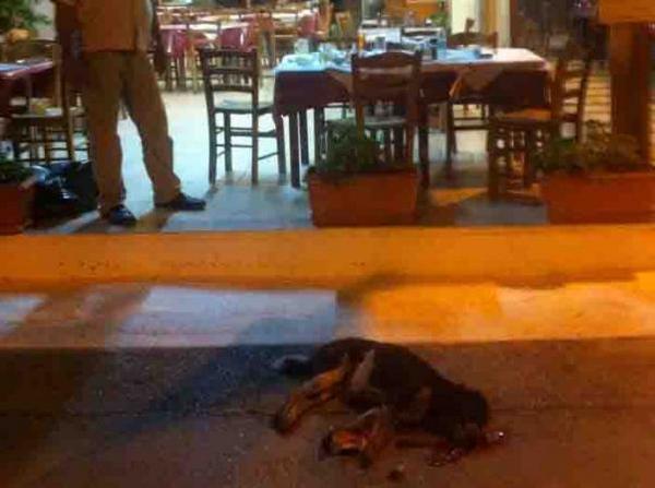 Σοκ στην Εύβοια-Ιδιοκτήτης ταβέρνας σκότωσε αδέσποτο με φρικιαστικό τρόπο