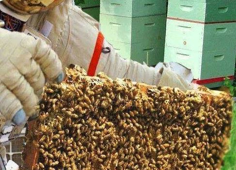 ΦΩΤΟ-Ο αστροναύτης στο… μελίσσι