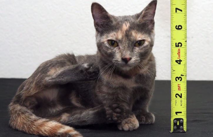 ΒΙΝΤΕΟ-Γάτα 12 εκατοστών!