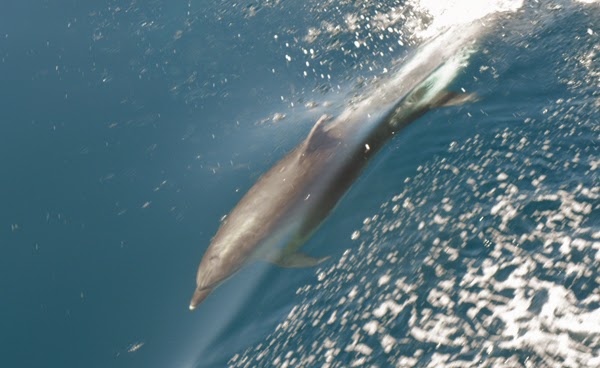 ΦΩΤΟ-“Ταξίδεψε” με ένα δελφίνι