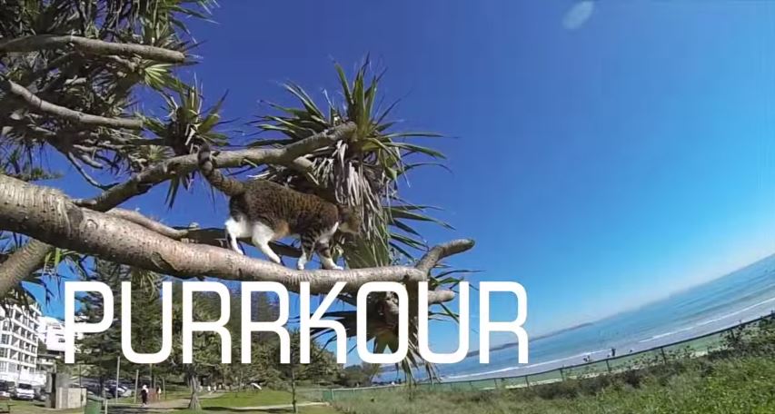 ΒΙΝΤΕΟ-Γάτα κάνει παρκούρ