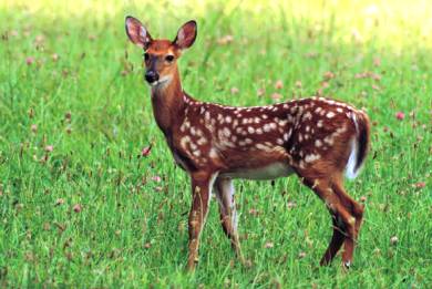 Σε εξέλιξη έρευνες για σφαγή ελαφιών