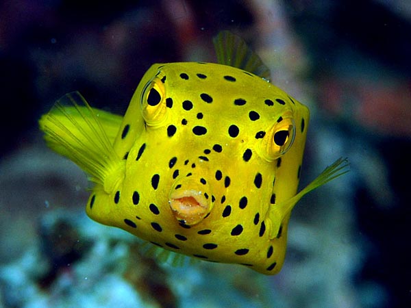Boxfish: Το ορθογώνιο… ψάρι