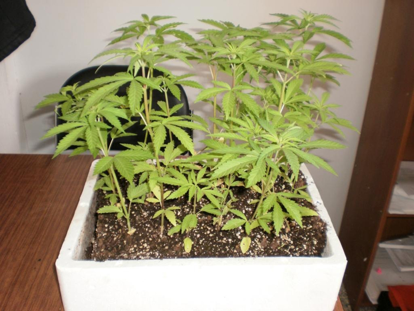 Συνελήφθη 48χρονος για καλλιέργεια χασίς