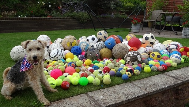 ΦΩΤΟ-Γιατί μαζεύει μπάλες αυτό το σκυλάκι;