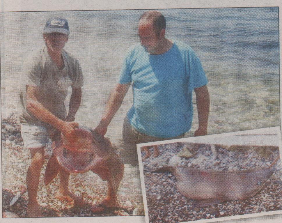Ψάρεψε καρχαρία μήκους δυόμισι μέτρων